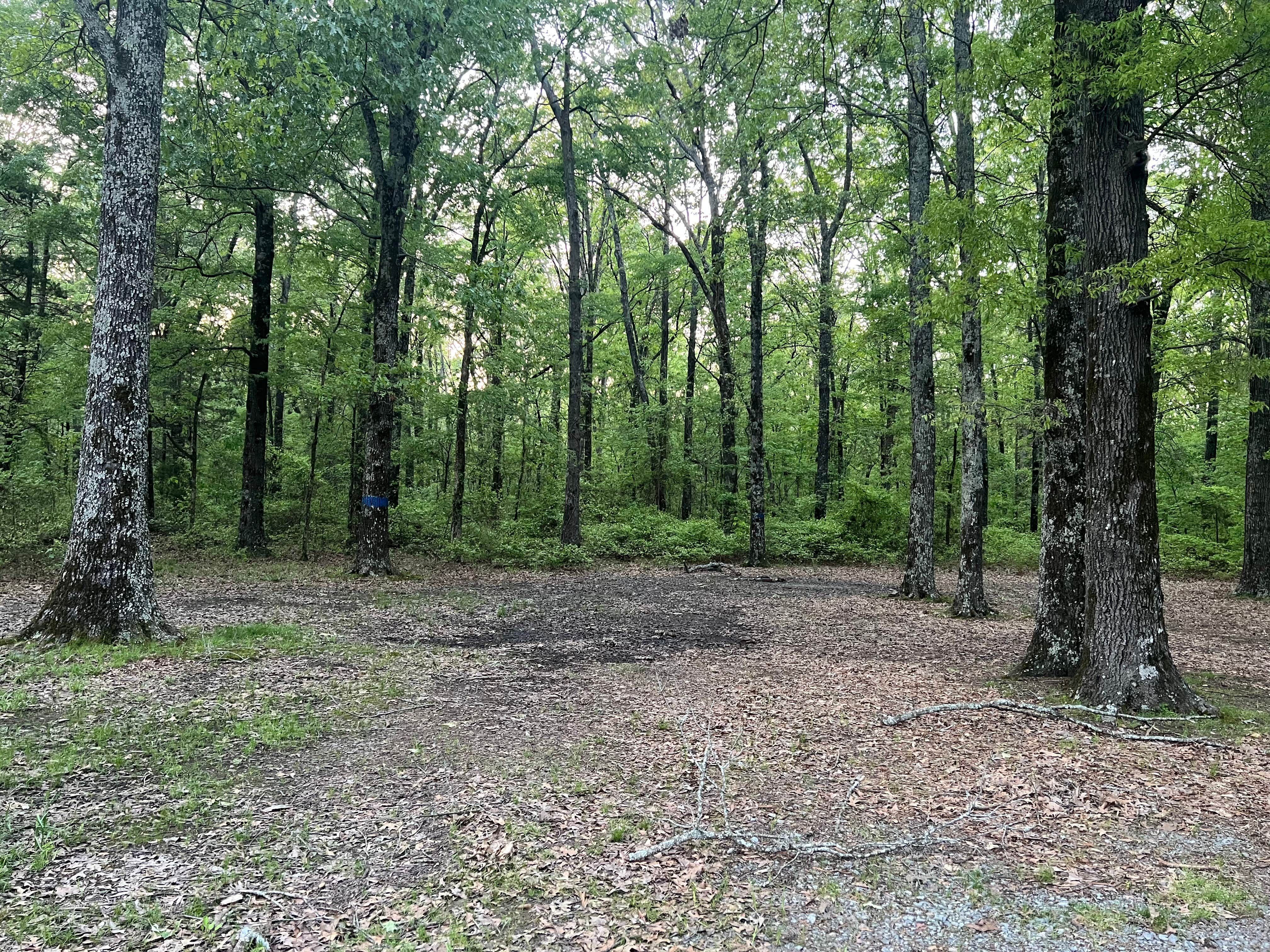 Camper-submitted photo at Beagle Club Road Pull-Off near Ethel, AR