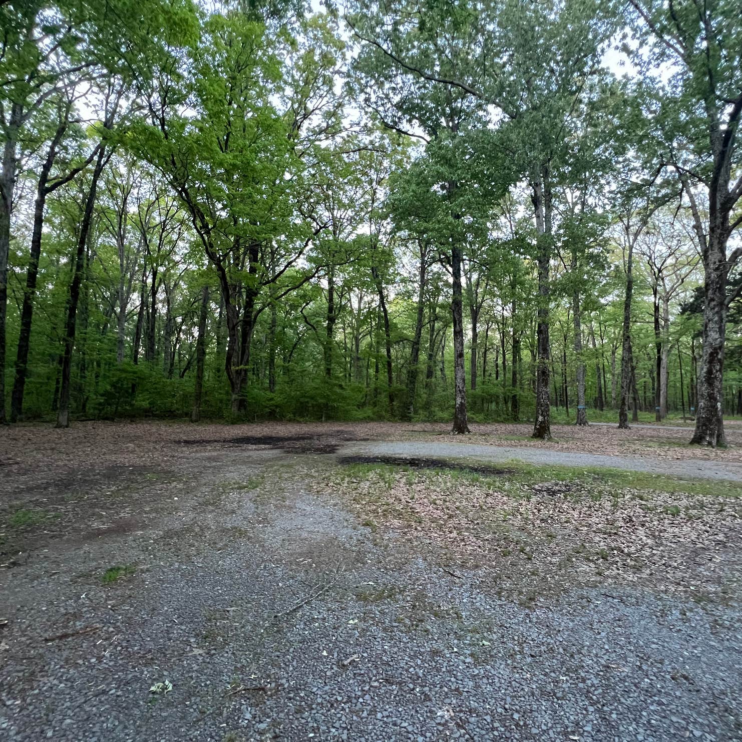 Beagle Club Road PullOff Camping McRae, AR