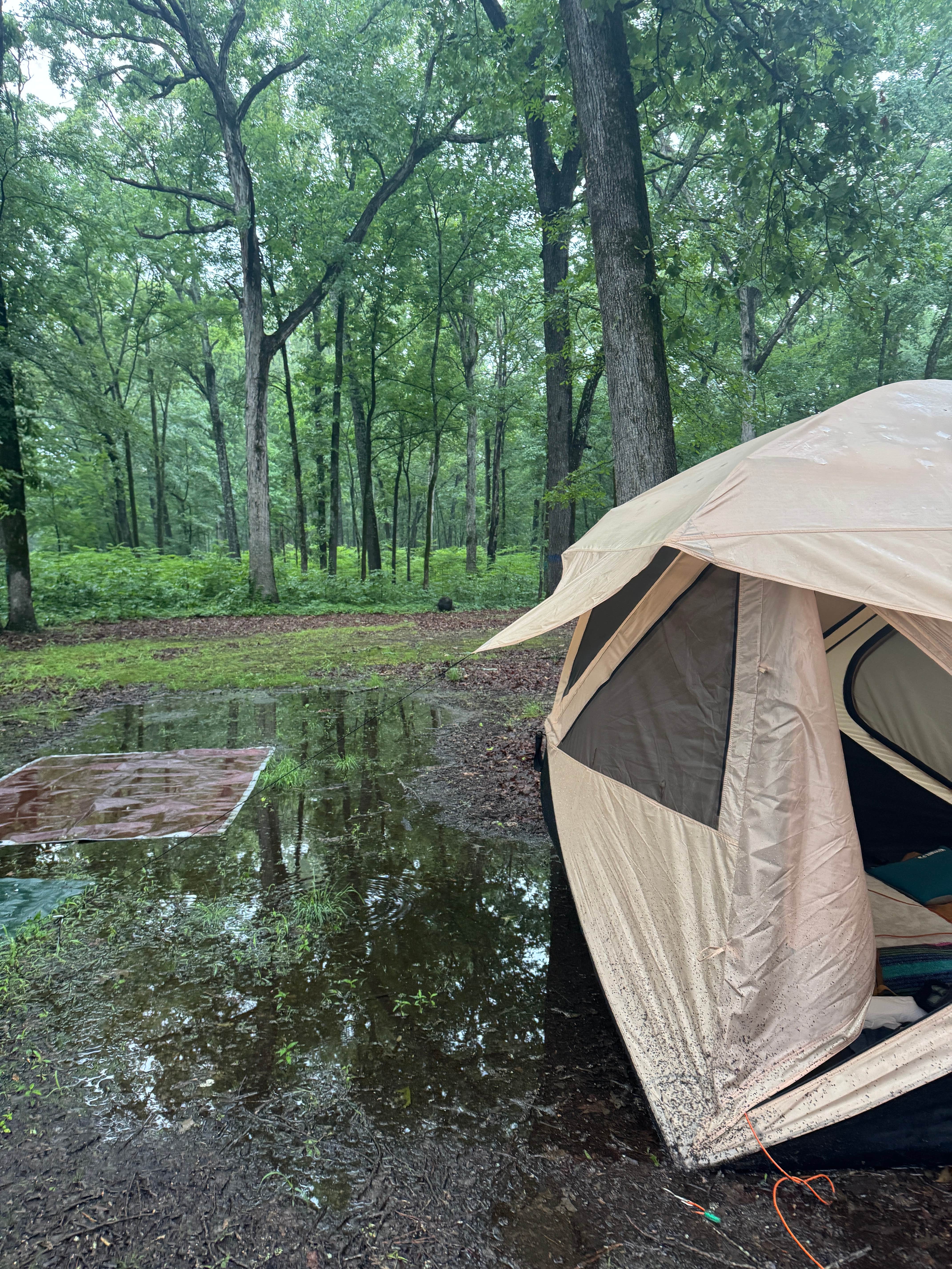 dyan's photo of tent camping at Beagle Club Road Pull-Off near Scott, AR