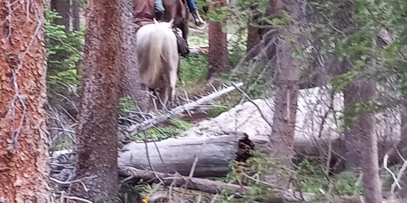 Camper submitted image from Bear Lake Backpack Site