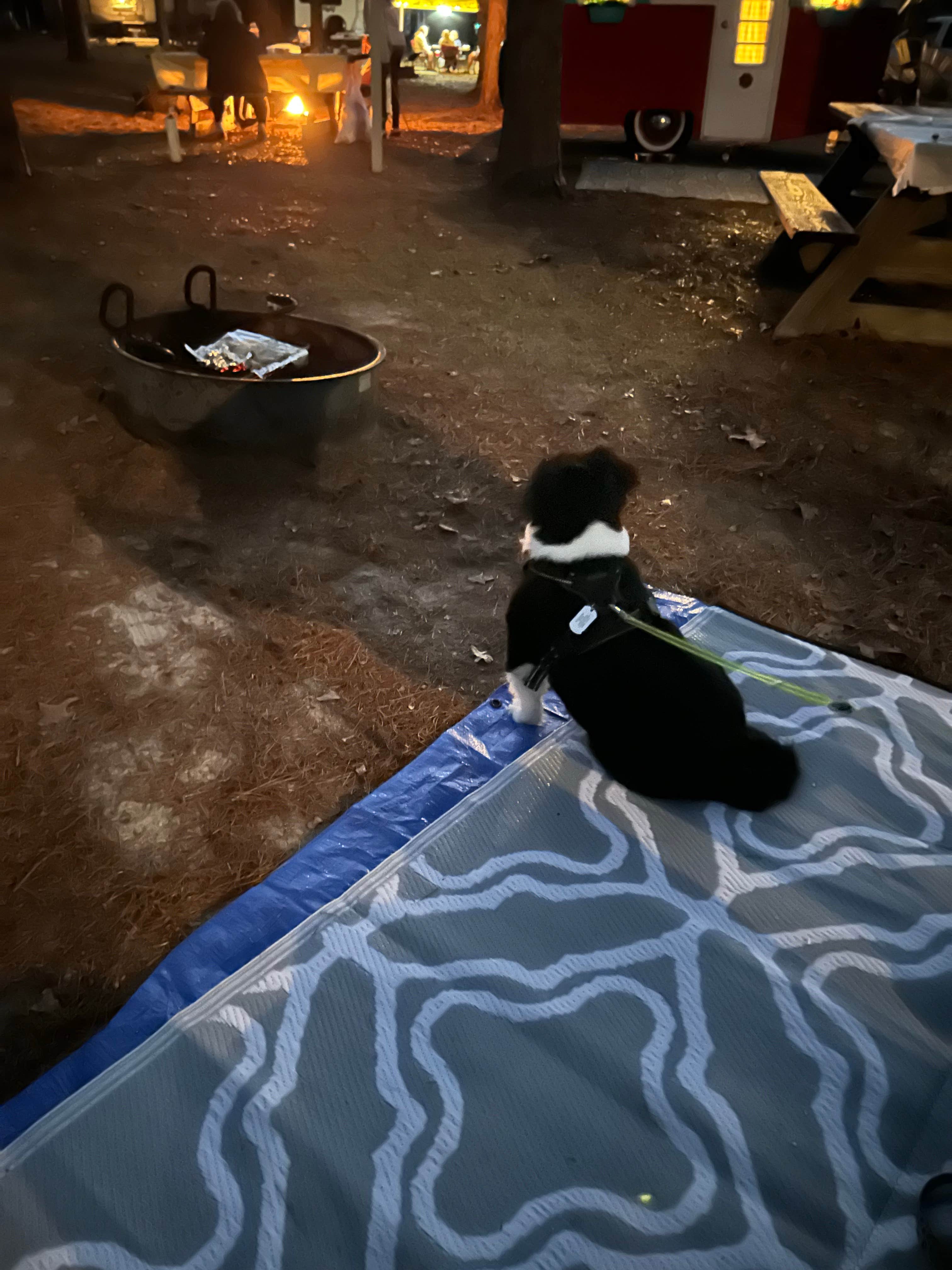 Donna G.'s photo of camping with pets at Bear Lake Campground near Wing, AL