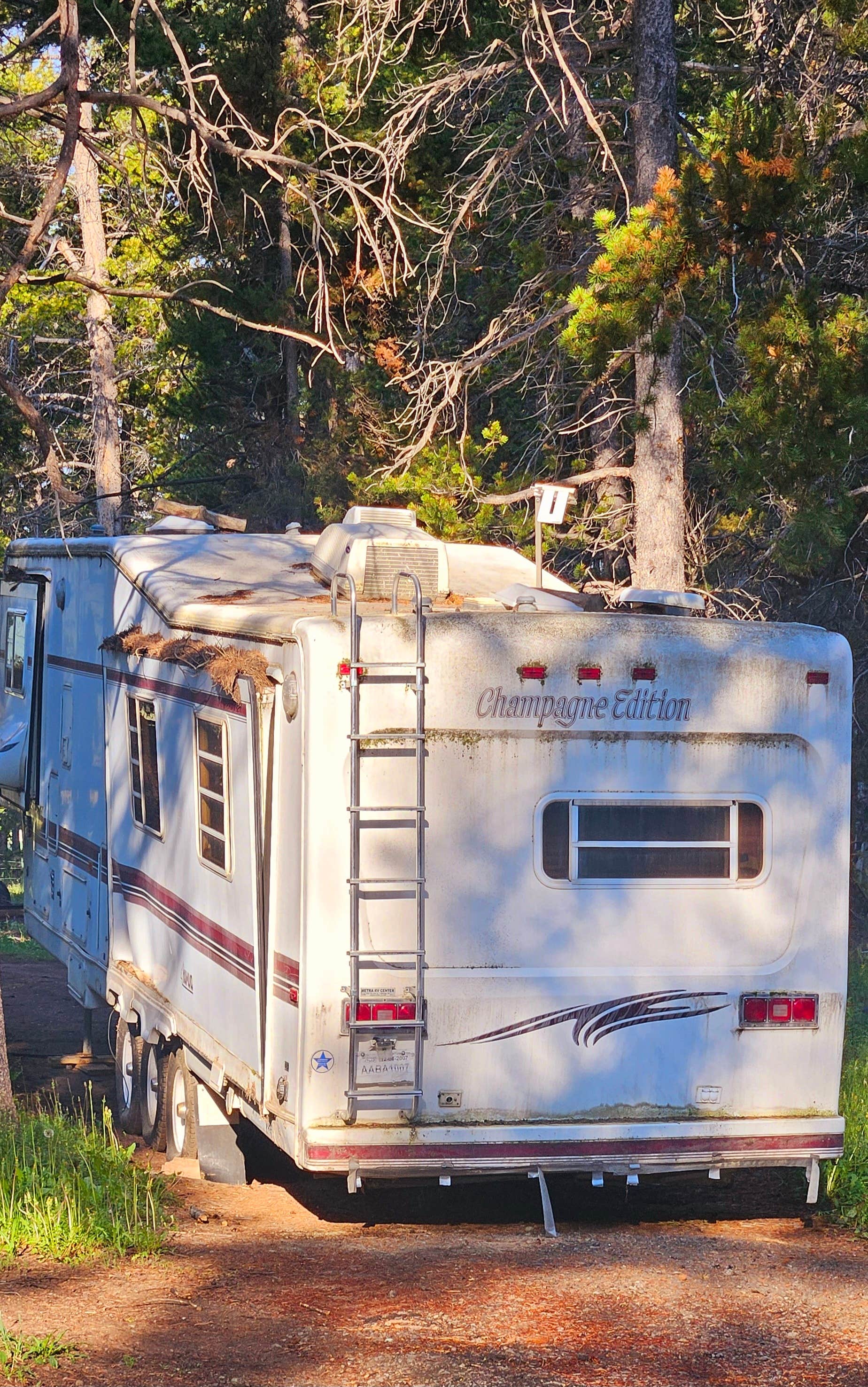 Camping near Five Springs Falls Campground: Bear Lodge Resort, Wolf, Wyoming
