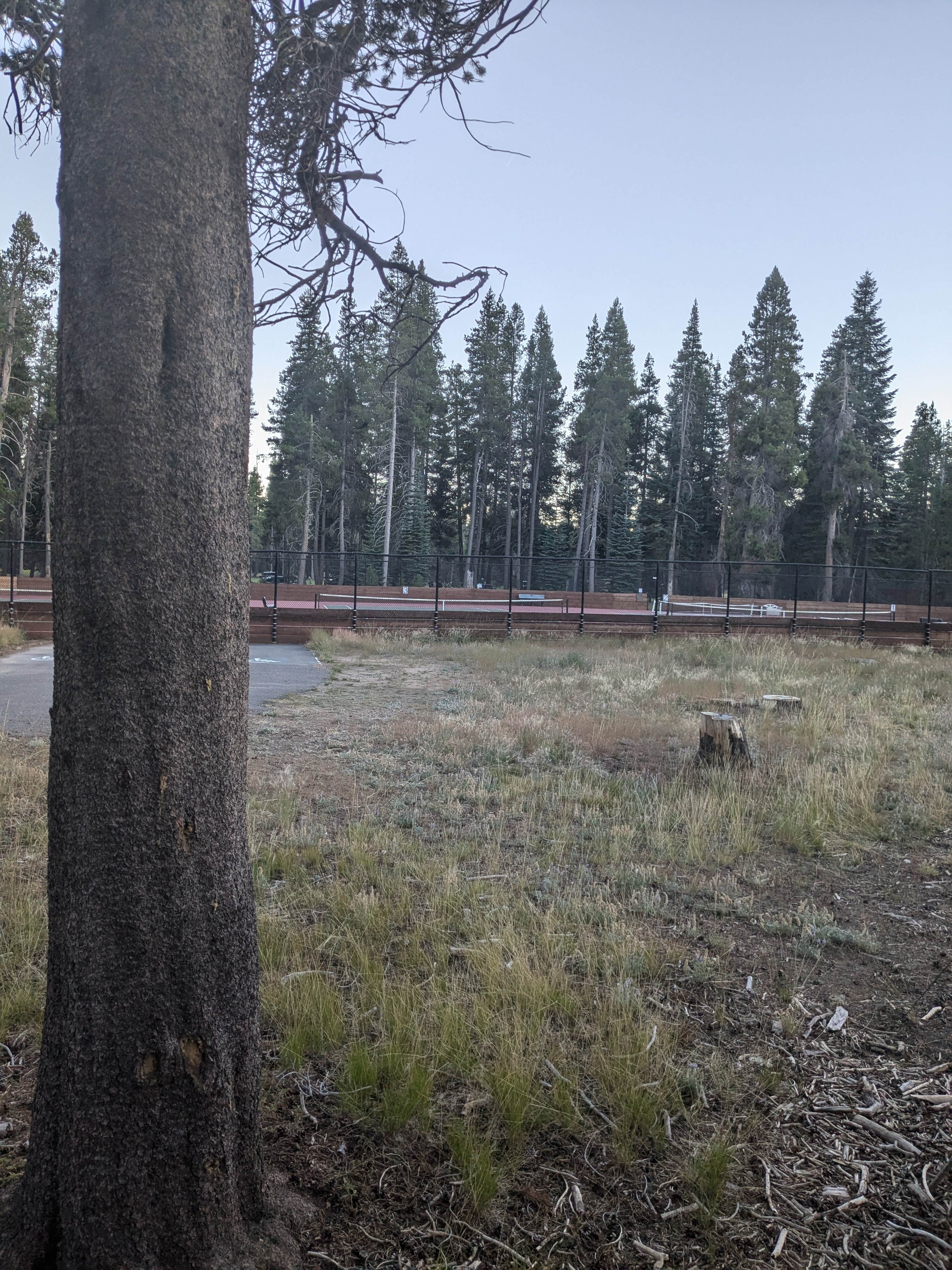 Camping near Silver Valley: Bear Valley Dispersed Camping, Sierraville, California