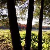 Review photo of Bear Wallow Pond Dispersed Campsite in Pharsalia Woods by Janet R., June 16, 2024