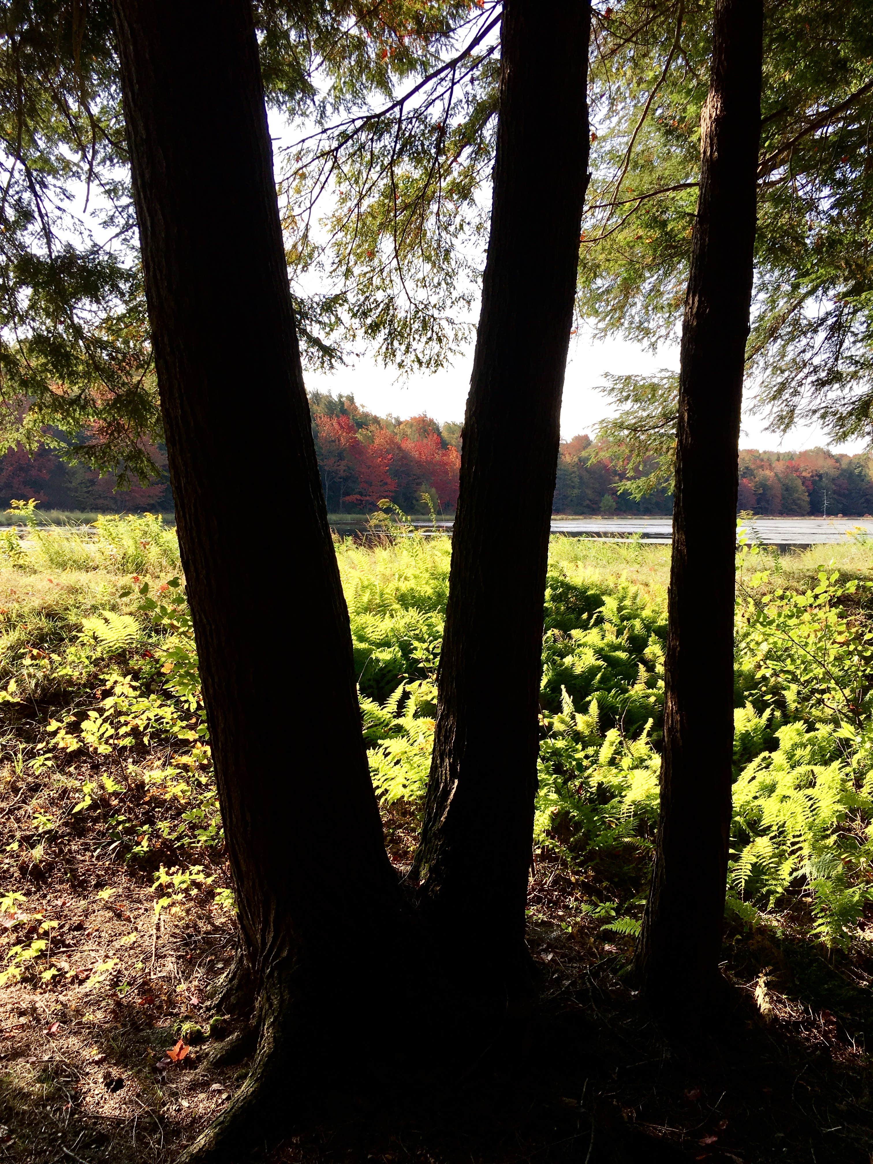 Camper submitted image from Bear Wallow Pond Dispersed Campsite in Pharsalia Woods - 1