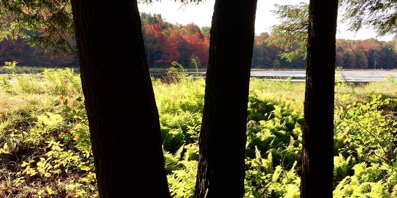 Camper submitted image from Bear Wallow Pond Dispersed Campsite in Pharsalia Woods