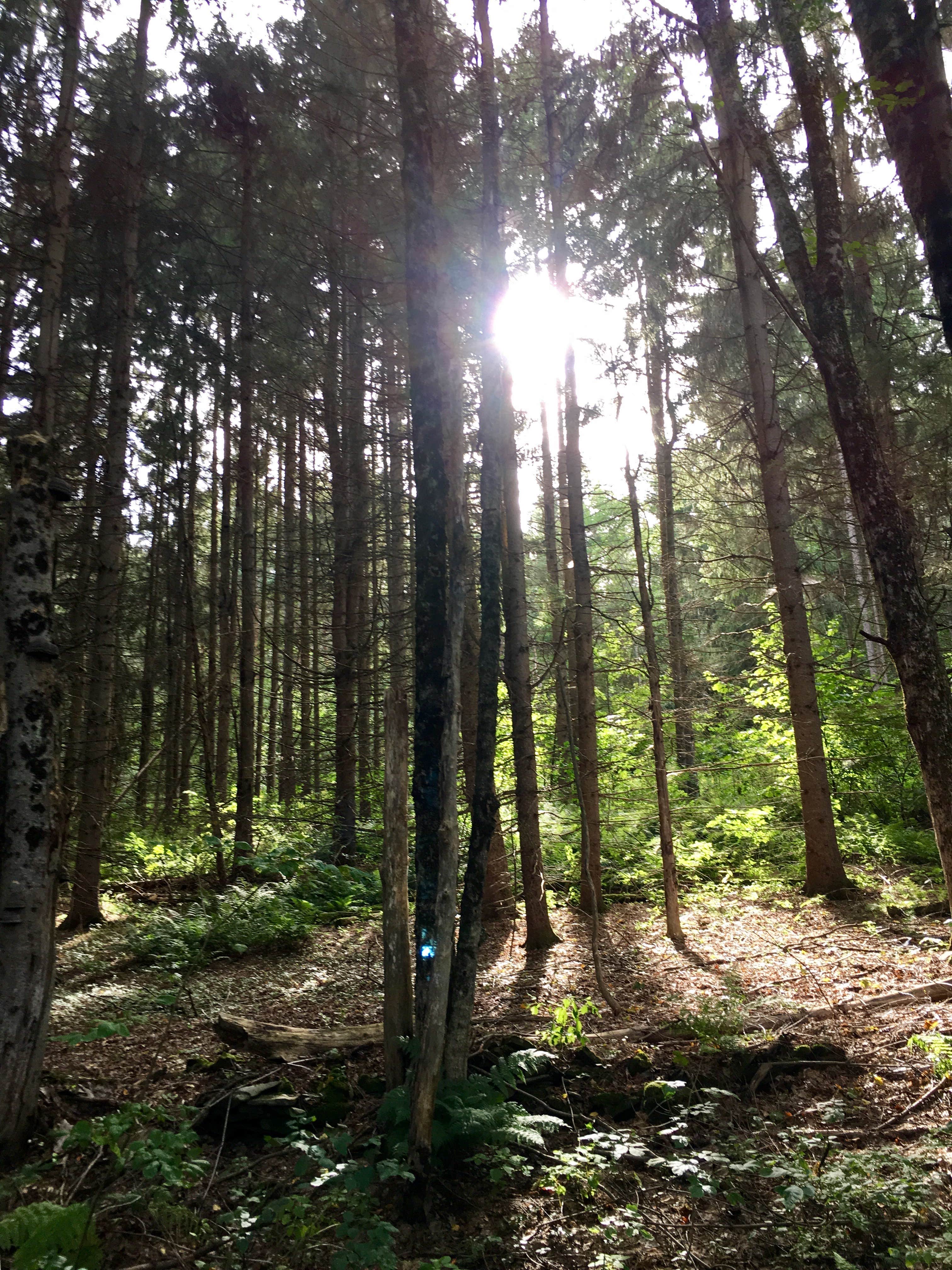 Camper-submitted photo at Bear Wallow Pond Dispersed Campsite in Pharsalia Woods near Syracuse, NY