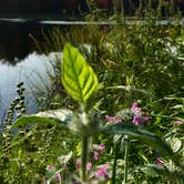 Review photo of Bear Wallow Pond Dispersed Campsite in Pharsalia Woods by Janet R., June 16, 2024