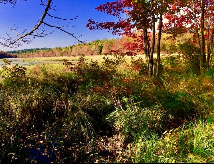 Janet R.'s photo of a dispersed camping area at Bear Wallow Pond Dispersed Campsite in Pharsalia Woods near Syracuse, NY