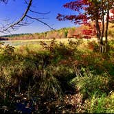 Review photo of Bear Wallow Pond Dispersed Campsite in Pharsalia Woods by Janet R., June 16, 2024