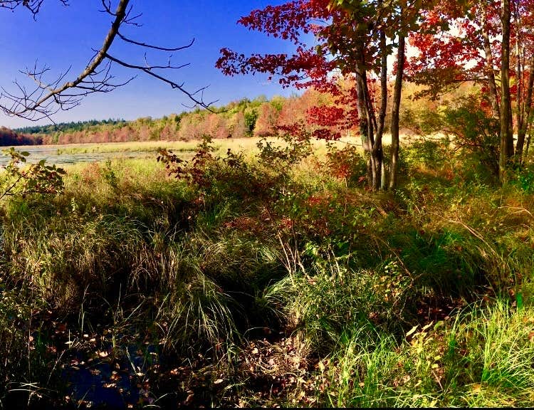 Camper submitted image from Bear Wallow Pond Dispersed Campsite in Pharsalia Woods - 3