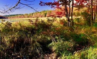 Janet R.'s photo of a dispersed camping area at Bear Wallow Pond Dispersed Campsite in Pharsalia Woods near Cherry Valley, NY
