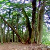 Review photo of Bear Wallow Pond Dispersed Campsite in Pharsalia Woods by Janet R., June 16, 2024