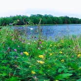 Review photo of Bear Wallow Pond Dispersed Campsite in Pharsalia Woods by Janet R., June 16, 2024