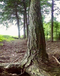 Camper-submitted photo at Bear Wallow Pond Dispersed Campsite in Pharsalia Woods near Syracuse, NY