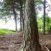 Review photo of Bear Wallow Pond Dispersed Campsite in Pharsalia Woods by Janet R., June 16, 2024