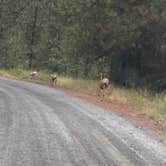 Review photo of Beautiful Boise National Forest by Imerie T., August 28, 2025