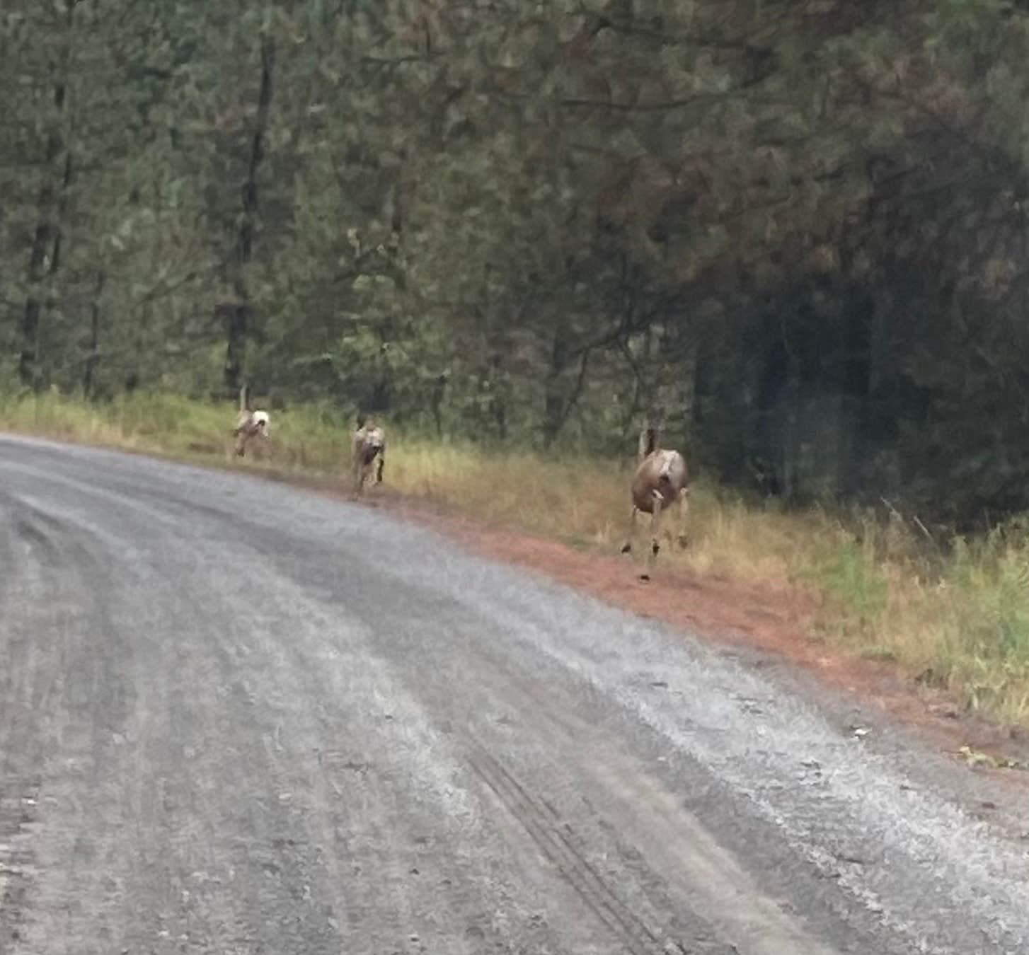 Camper submitted image from Beautiful Boise National Forest - 2