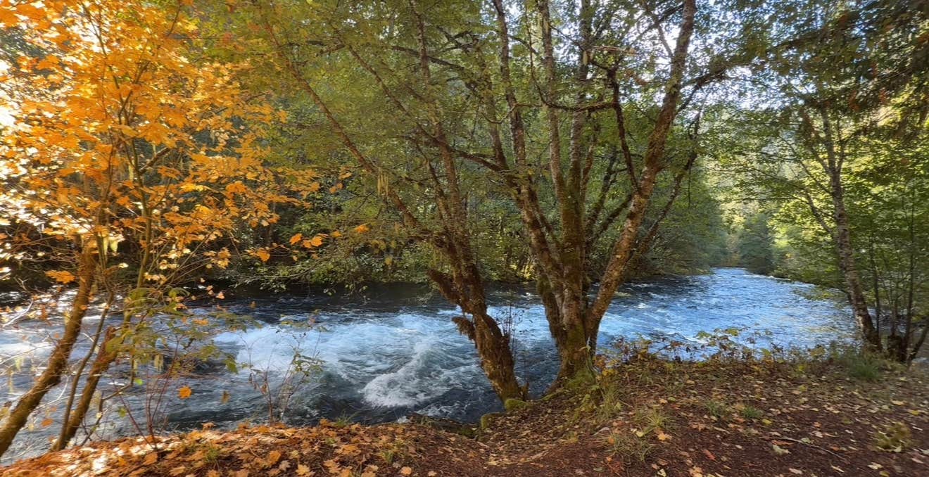 Camping near Hideaway Lake Campground - Mt. Hood National Forest: Beautiful Spot NF 4630 by the River, Welches, Oregon