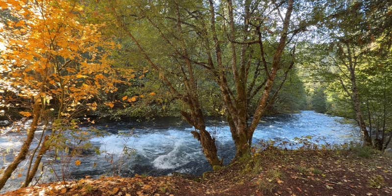 Camper submitted image from Beautiful Spot NF 4630 by the River