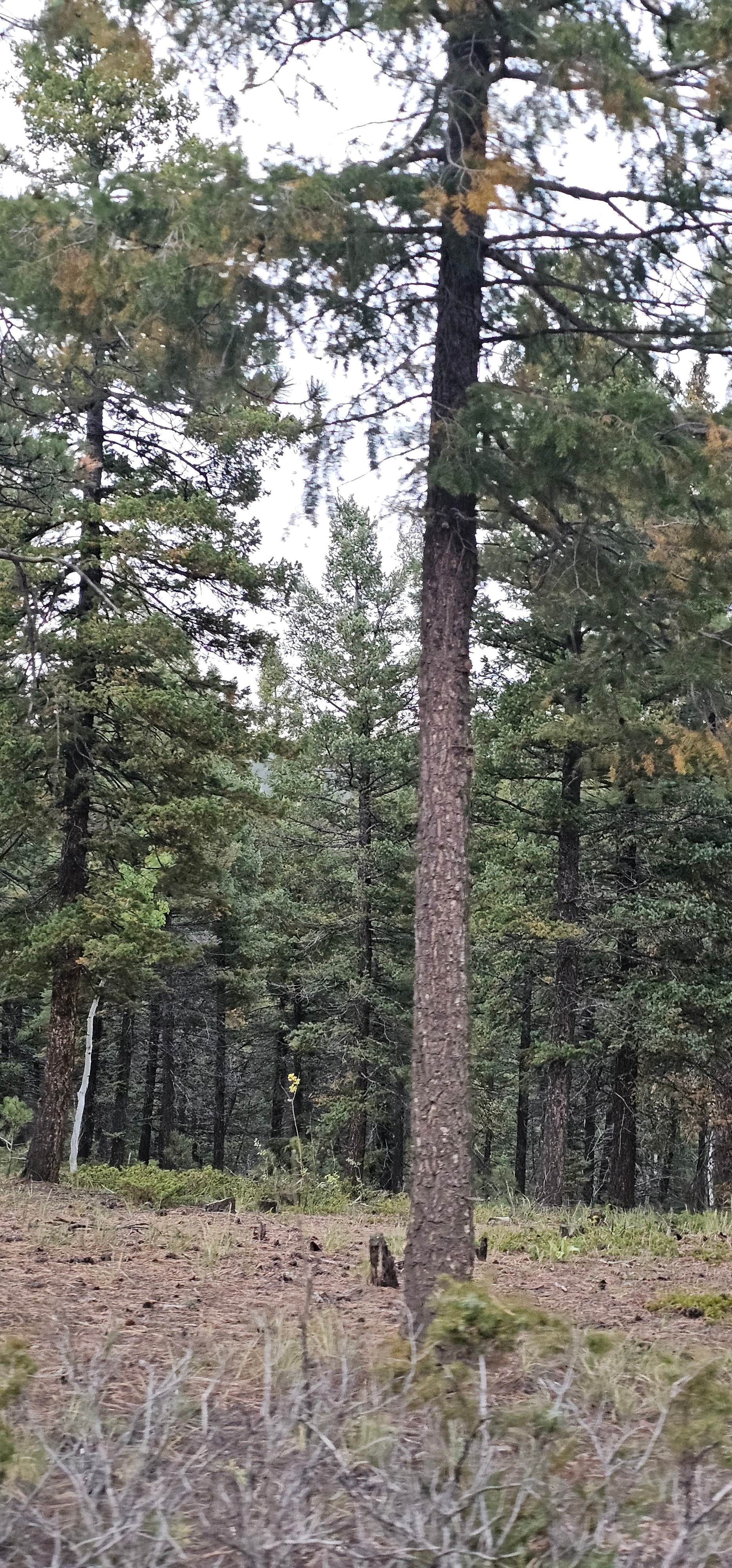 Camping near Rampart Reservoir Recreation Area: Beaver Creek, Woodland Park, Colorado