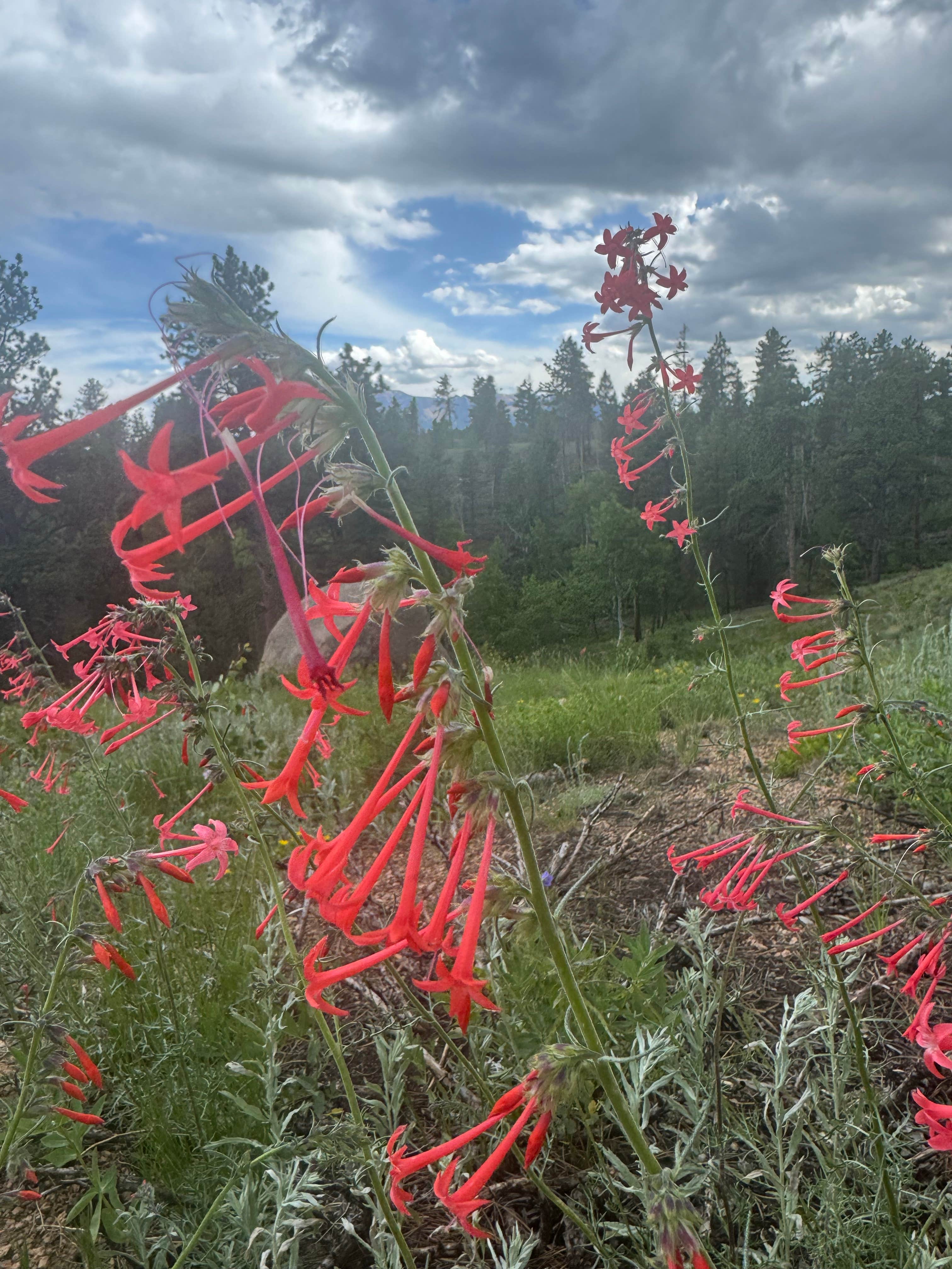 Camping near Rampart Range Area Dispersed Campsite: Beaver Creek Rd Dispersed Site, Woodland Park, Colorado
