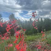 Review photo of Beaver Creek Rd Dispersed Site by Conner , July 4, 2025