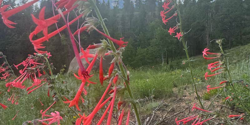 Camper submitted image from Beaver Creek Rd Dispersed Site