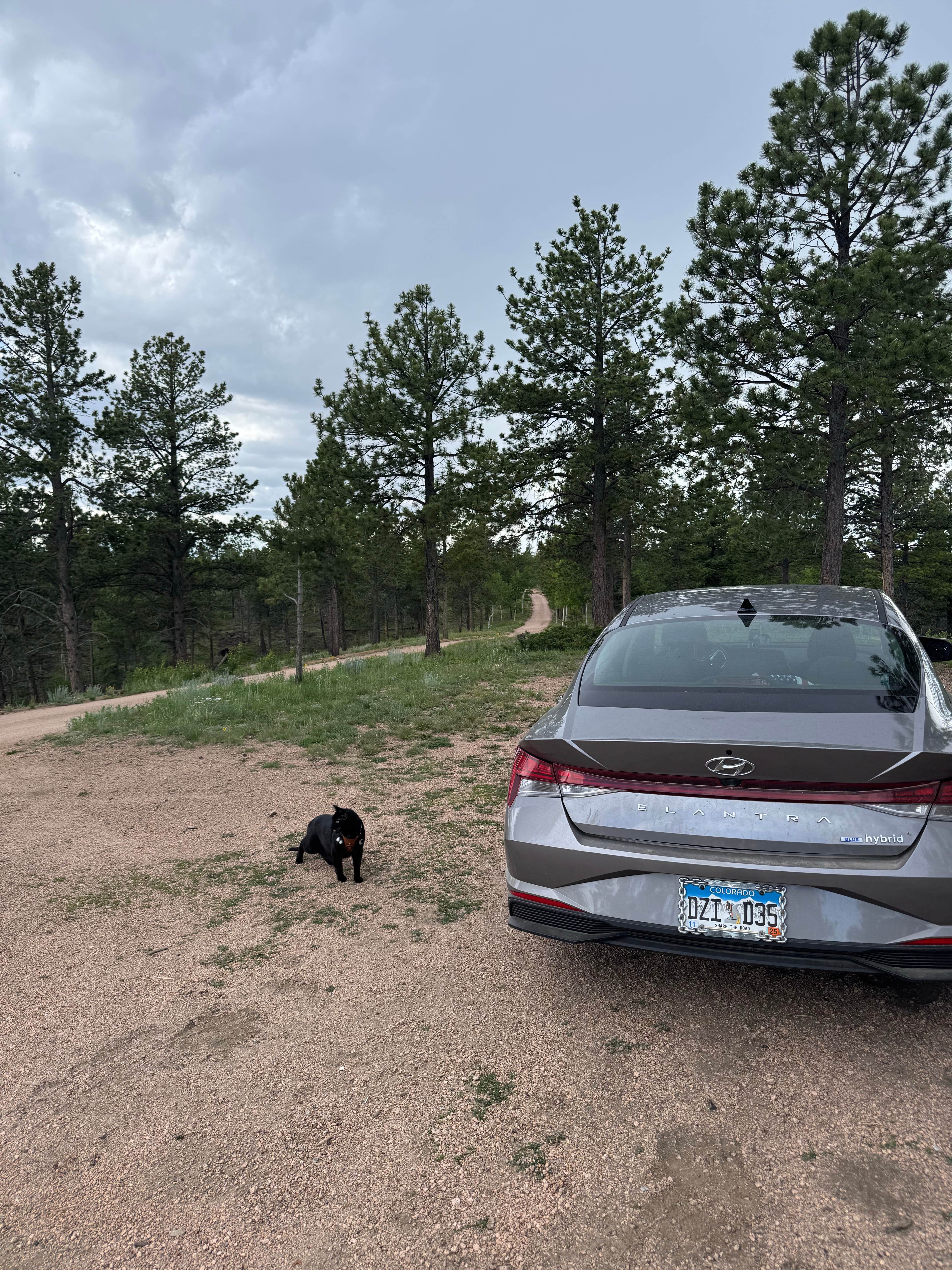 Camper submitted image from Beaver Creek Rd Dispersed Site - 5