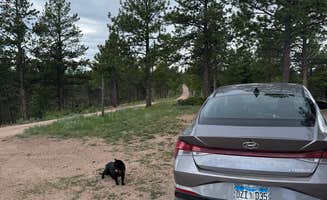 Conner's photo of camping with pets at Beaver Creek Rd Dispersed Site near Green Mountain Falls, CO