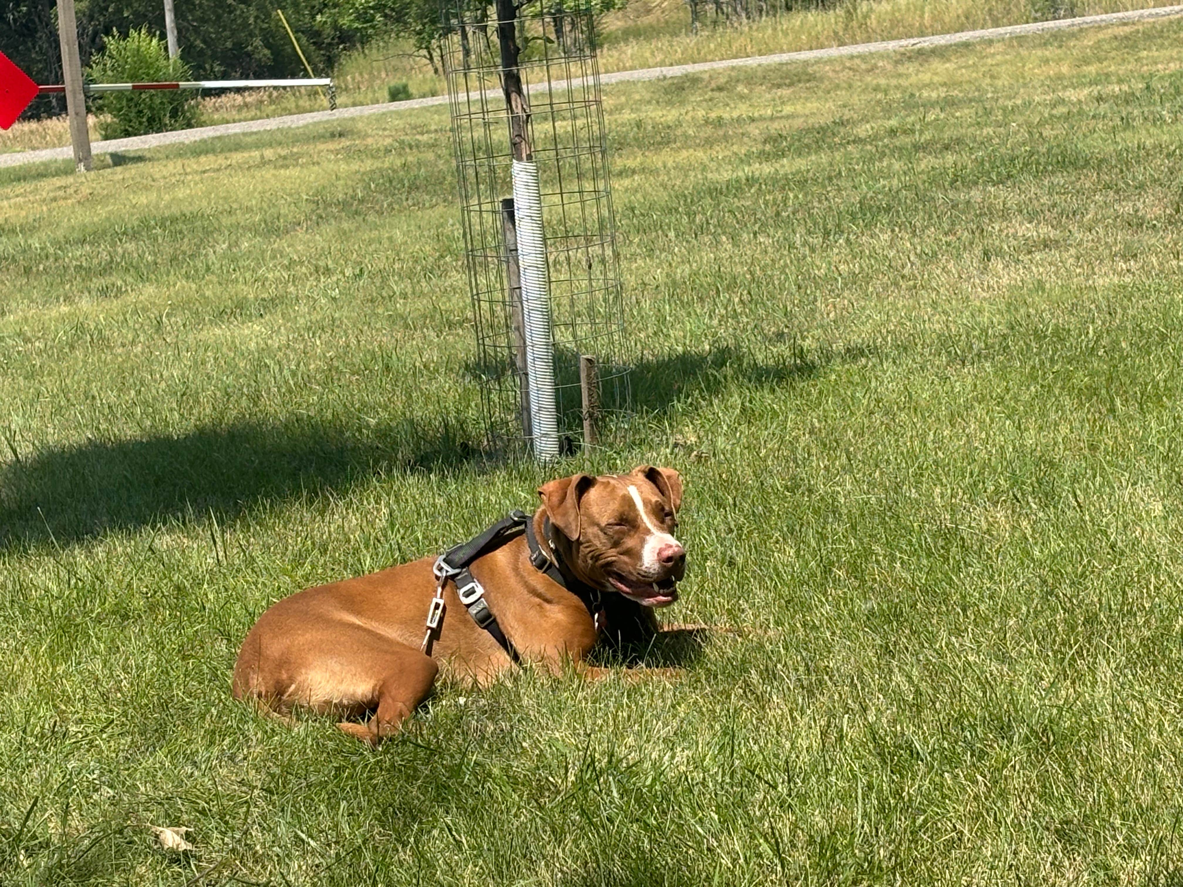 Lucy P.'s photo of camping with pets at Beaver Creek near Cannon Ball, ND