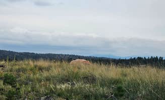 johny R.'s photo of a dispersed camping area at Beaver Creek Road near Woodland Park, CO