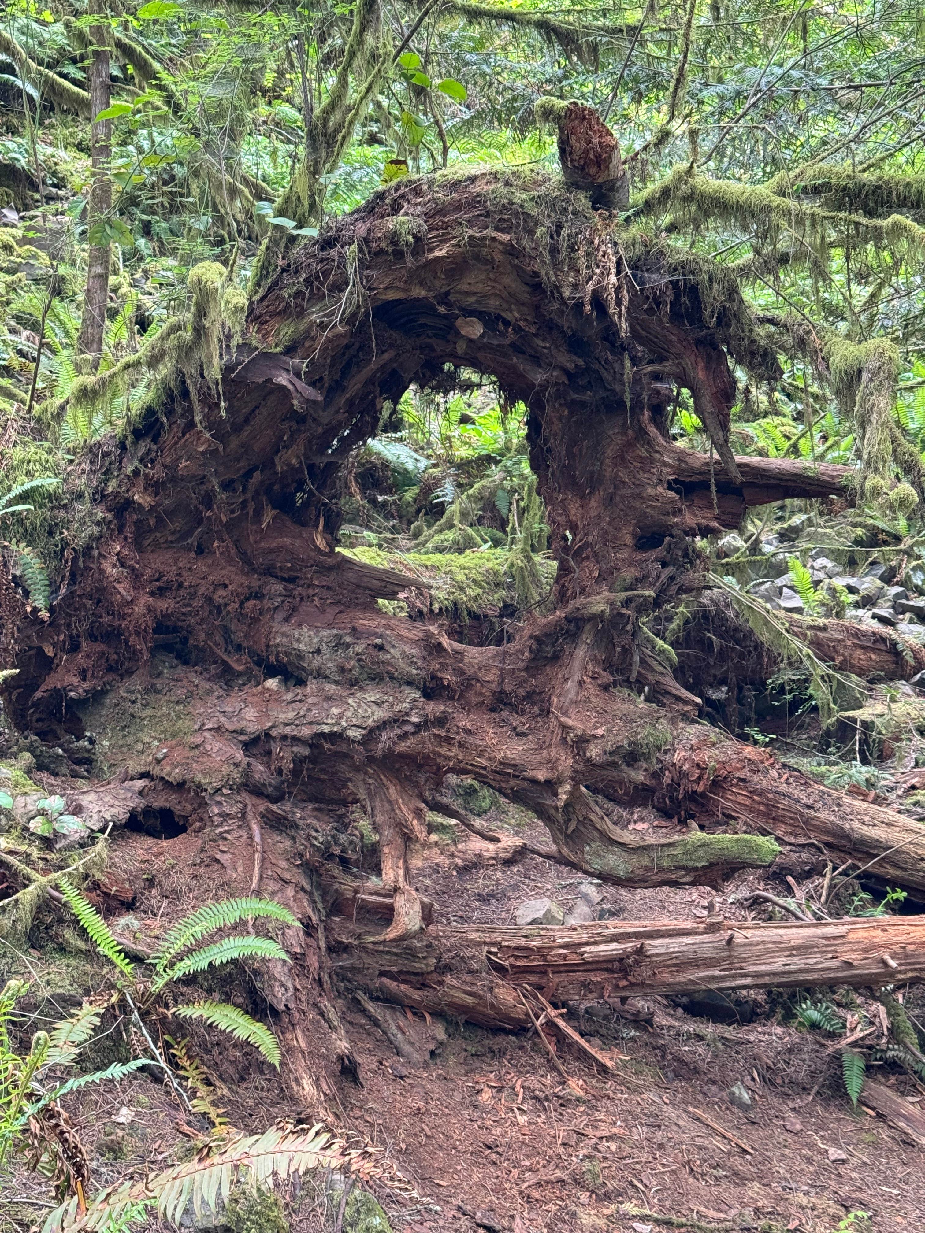 Camper-submitted photo at Beaver Falls Trailhead - Overnight near Long Beach, WA