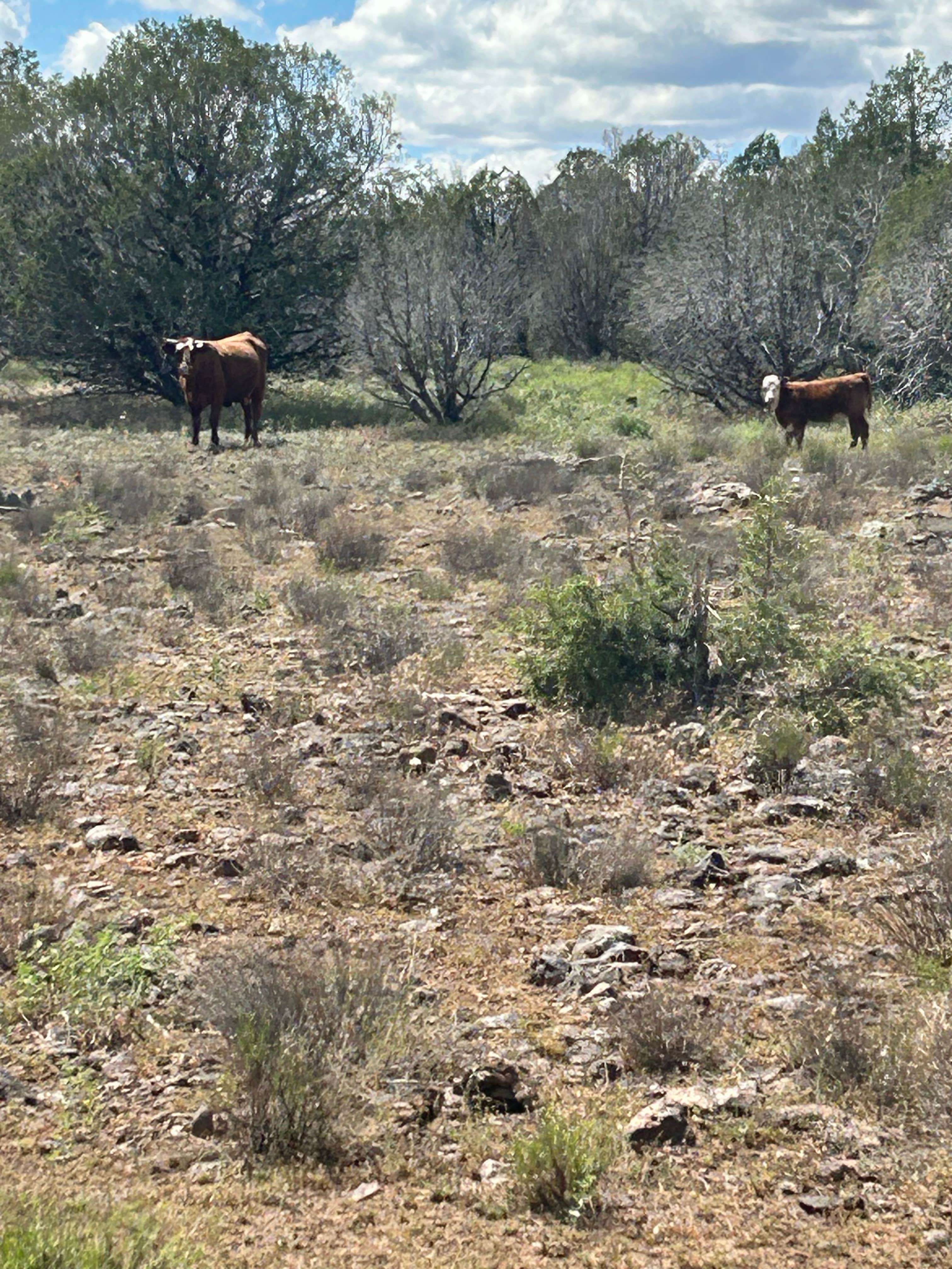 Camper-submitted photo at Beaver Flats Road Dispersed near Cornville, AZ