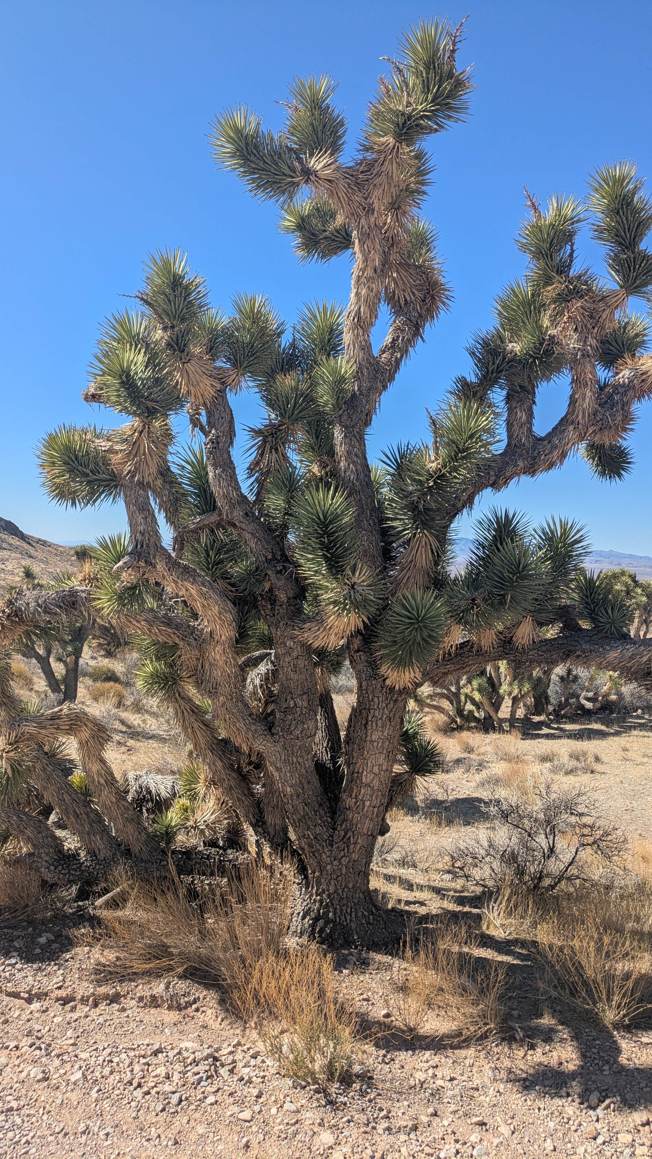 Camping near Virgin River Camp: Beaver Dam Wash National Conservation Area dispersed camping, Littlefield, Utah