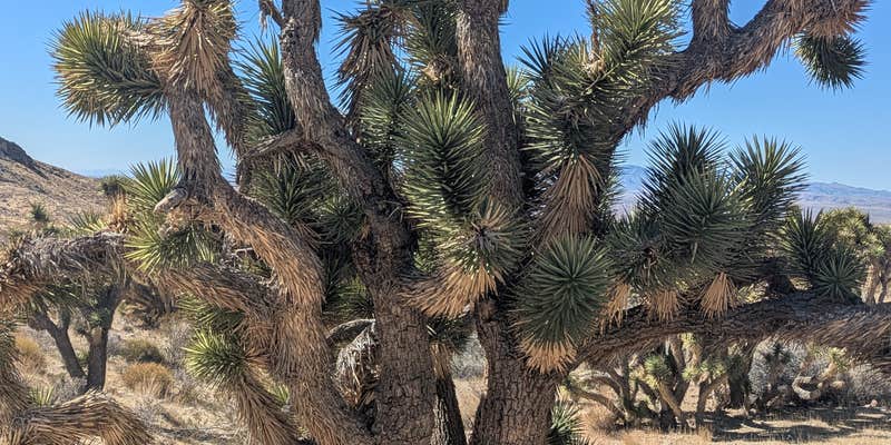 Camper submitted image from Beaver Dam Wash National Conservation Area dispersed camping