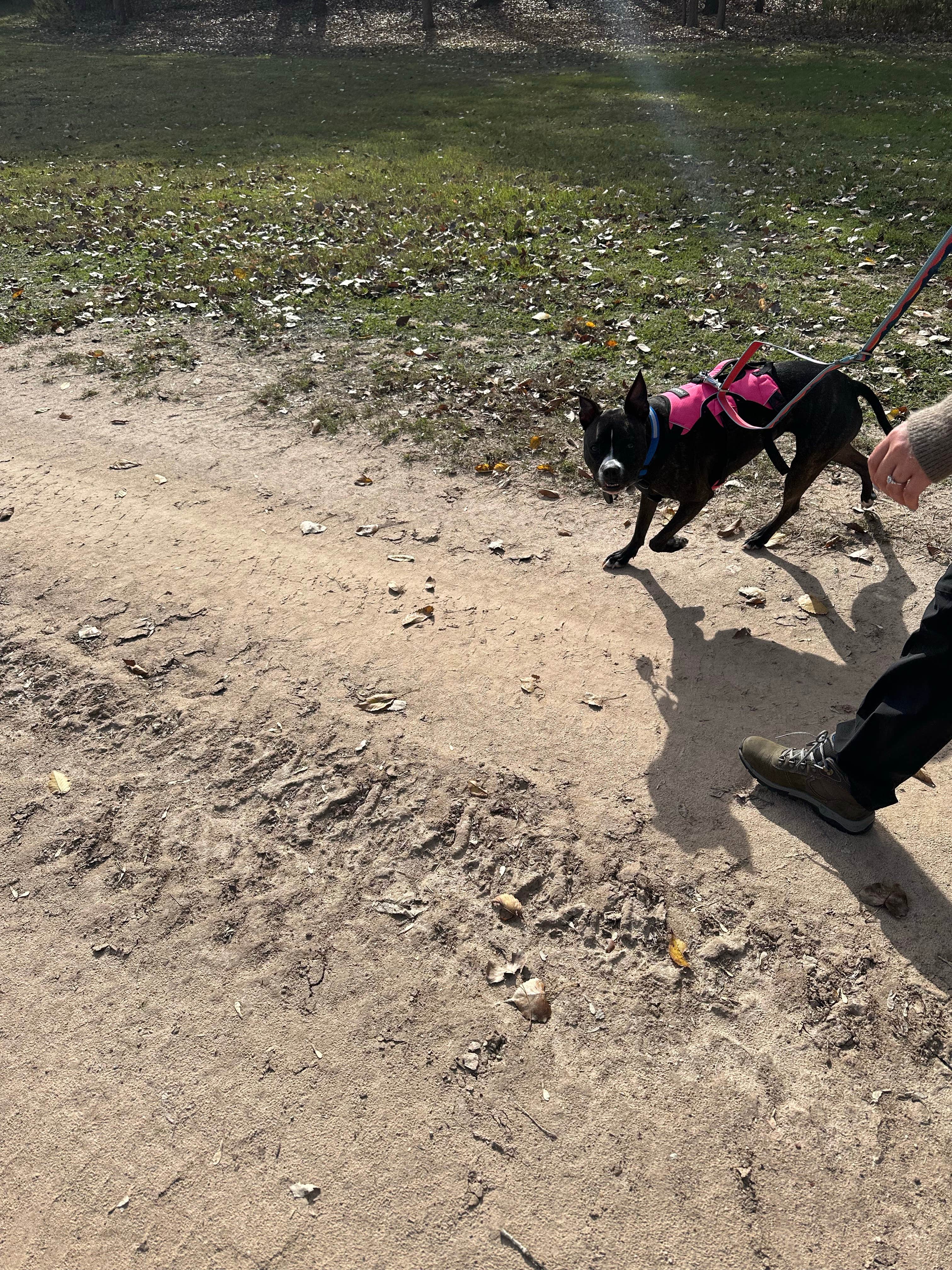 Gavin M B.'s photo of camping with pets at Bee Mountain Ranch near Burleson, TX