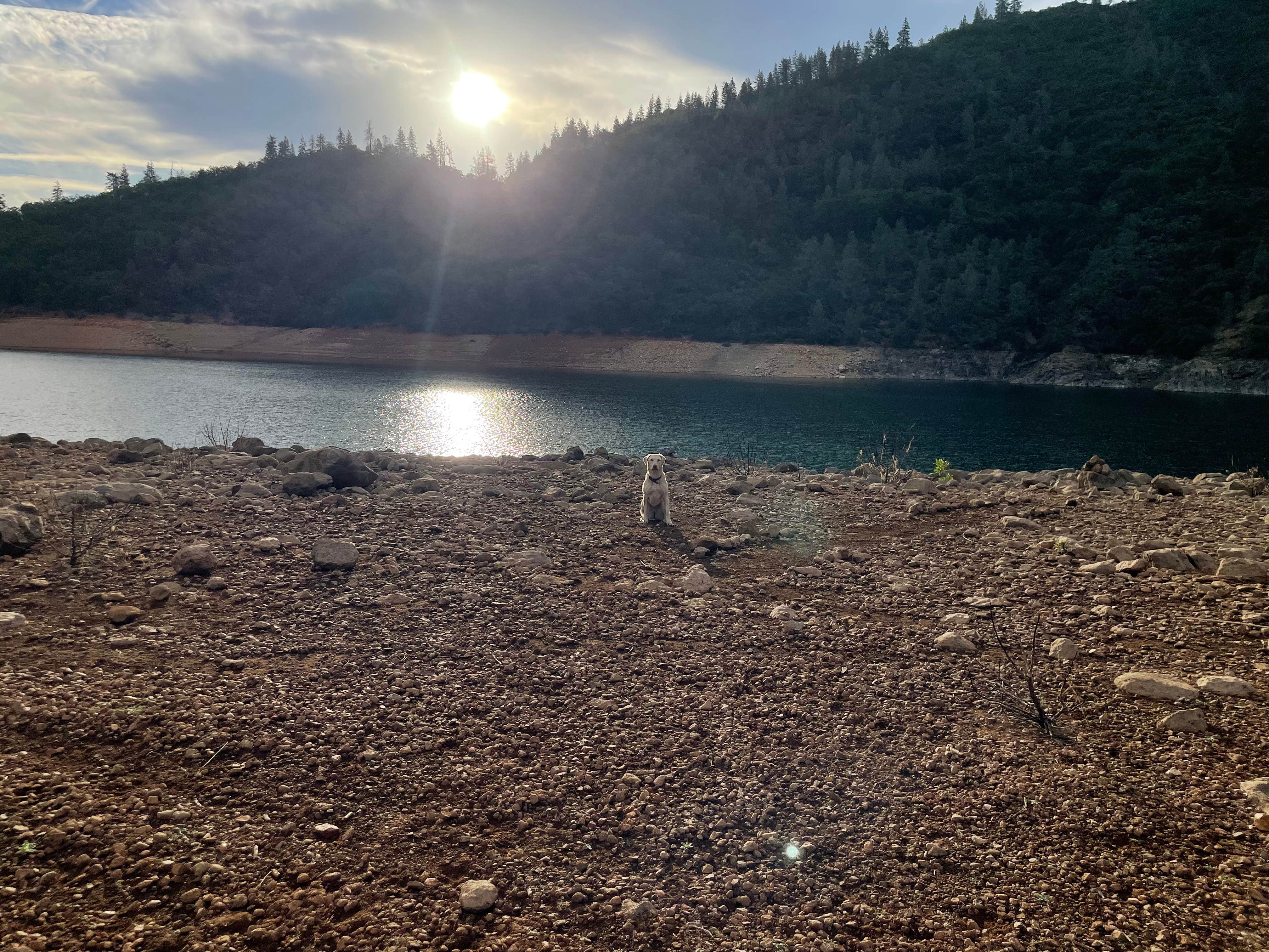 Rosa P.'s photo of camping with pets at Beehive Point Shoreline Campground near Redding, CA
