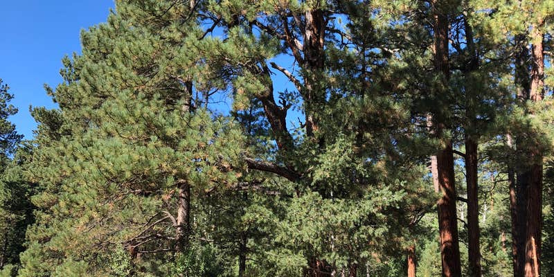 Camper submitted image from Beehive Spring Camp