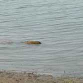 Review photo of Belle Fourche Reservoir Dispersed Camping by Kevin H., August 10, 2024