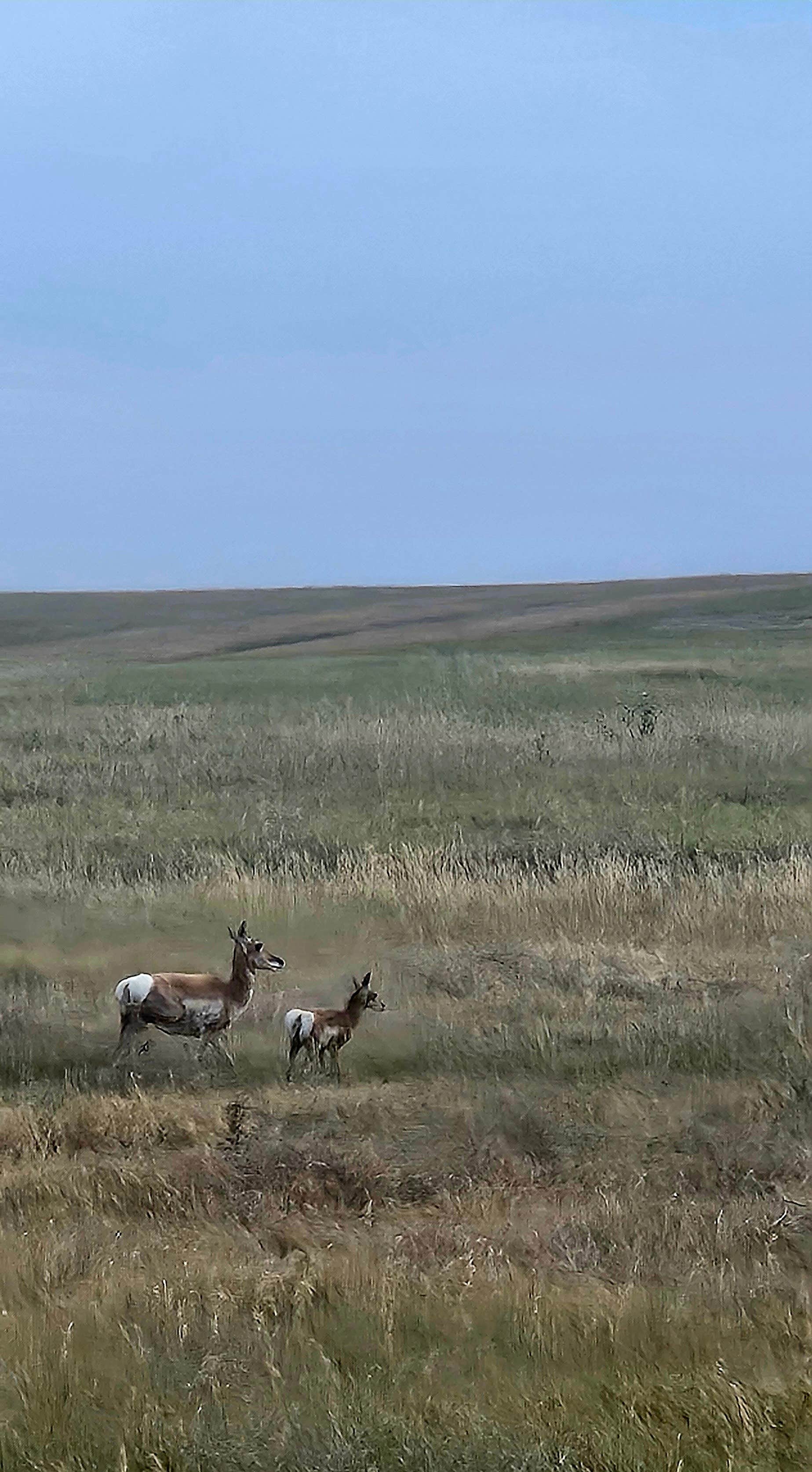 Camper submitted image from Belle Fourche Dispersed Site - 5