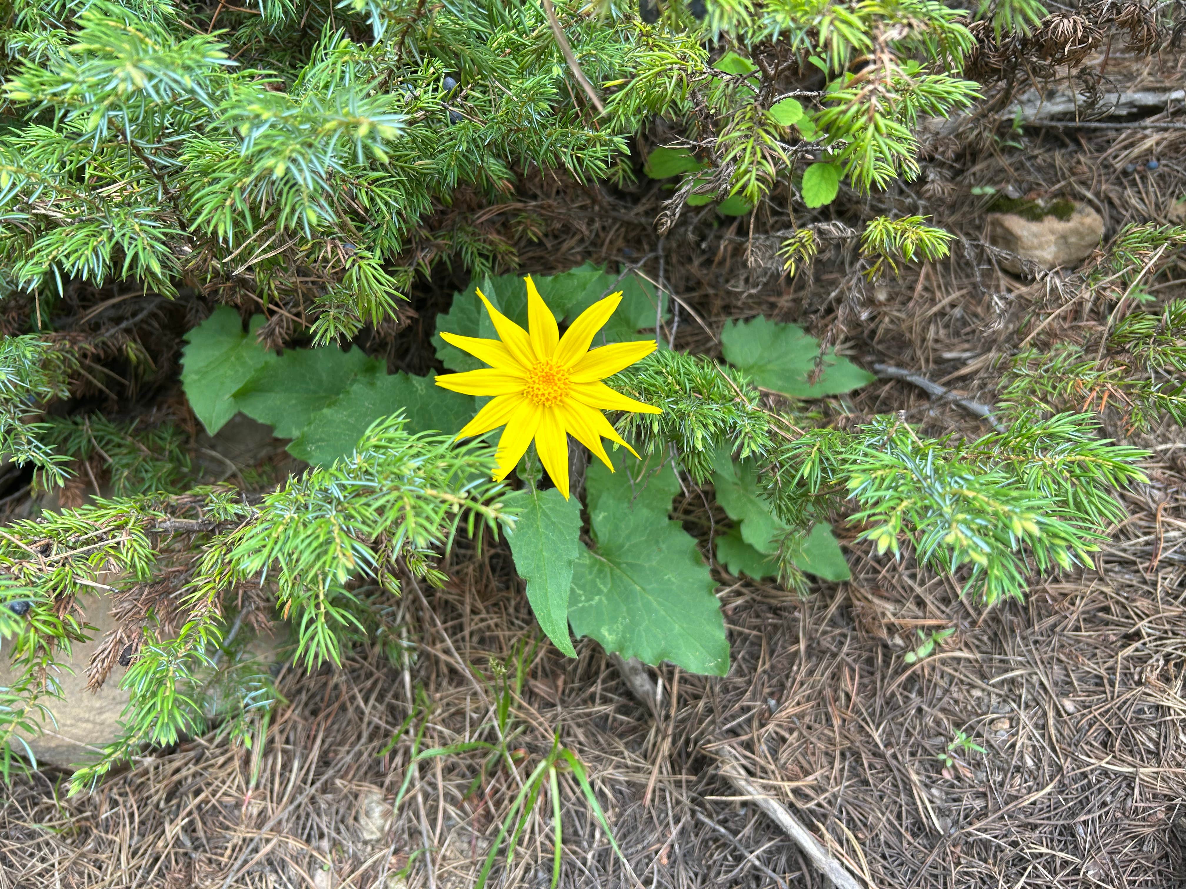Camper-submitted photo at Belt Creek on Hughesville Road near Stanford, MT