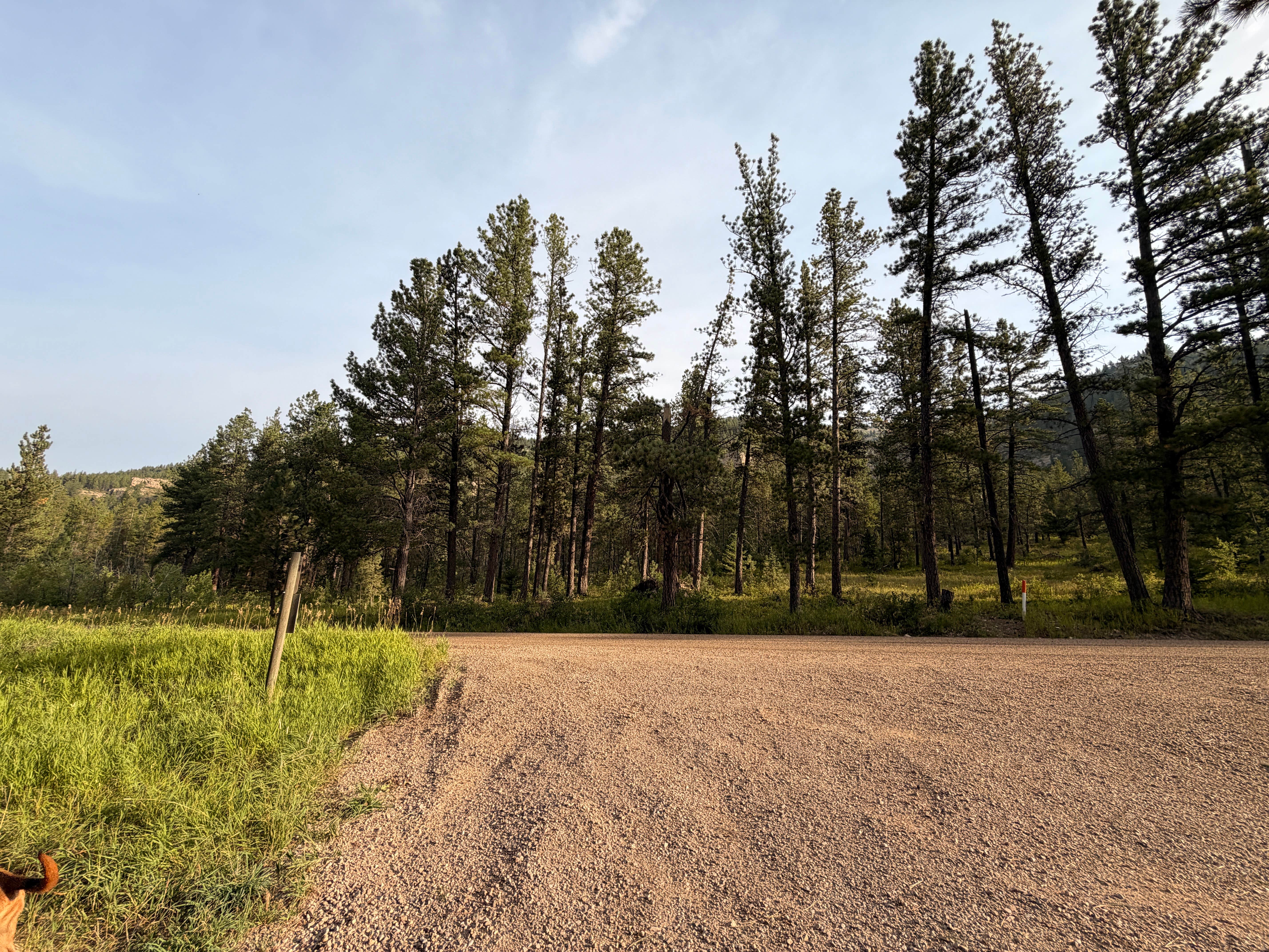 Amy W.'s photo of camping with pets at Belt Creek on Hughesville Road near Floweree, MT