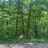 Review photo of Berry Ridge Road - Dispersed Camping by Palynn F., July 2, 2025