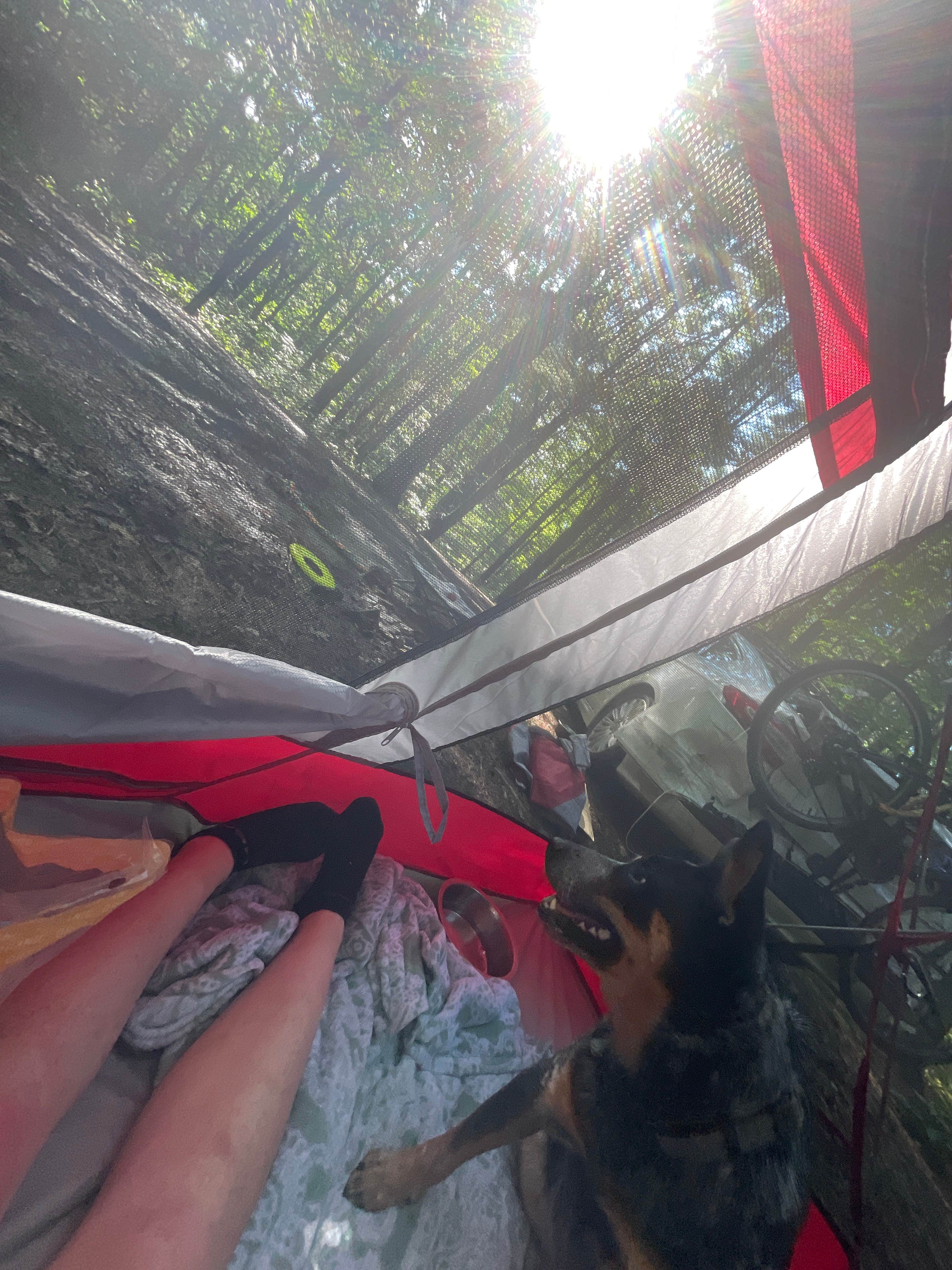 Palynn F.'s photo of tent camping at Berry Ridge Road - Dispersed Camping near Scottsburg, IN