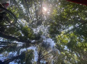 Berry Ridge Road - Dispersed Camping