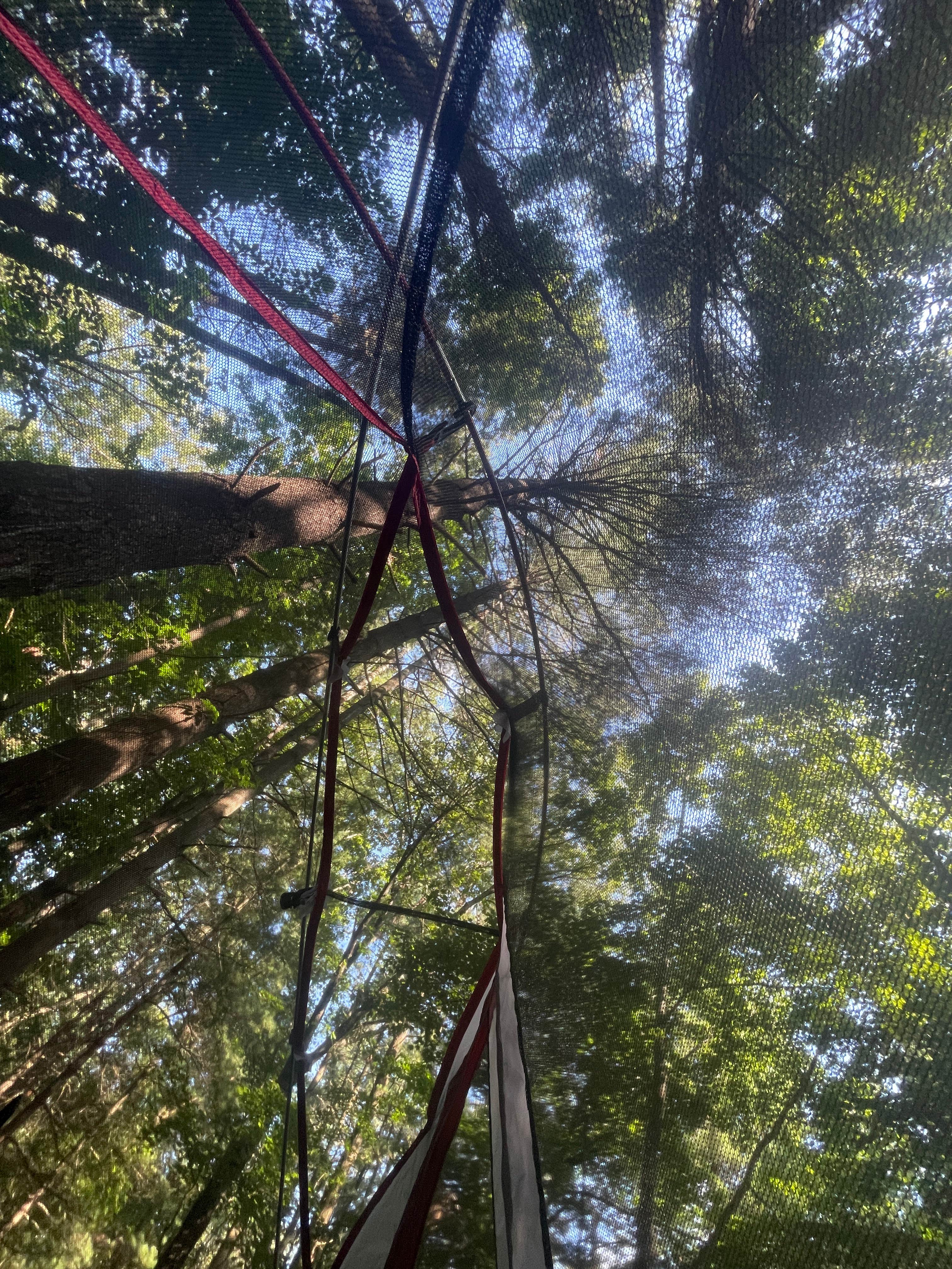 Palynn F.'s photo of a dispersed camping area at Berry Ridge Road - Dispersed Camping near Clear Creek, IN