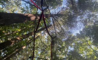 Palynn F.'s photo of a dispersed camping area at Berry Ridge Road - Dispersed Camping near Greensburg, IN