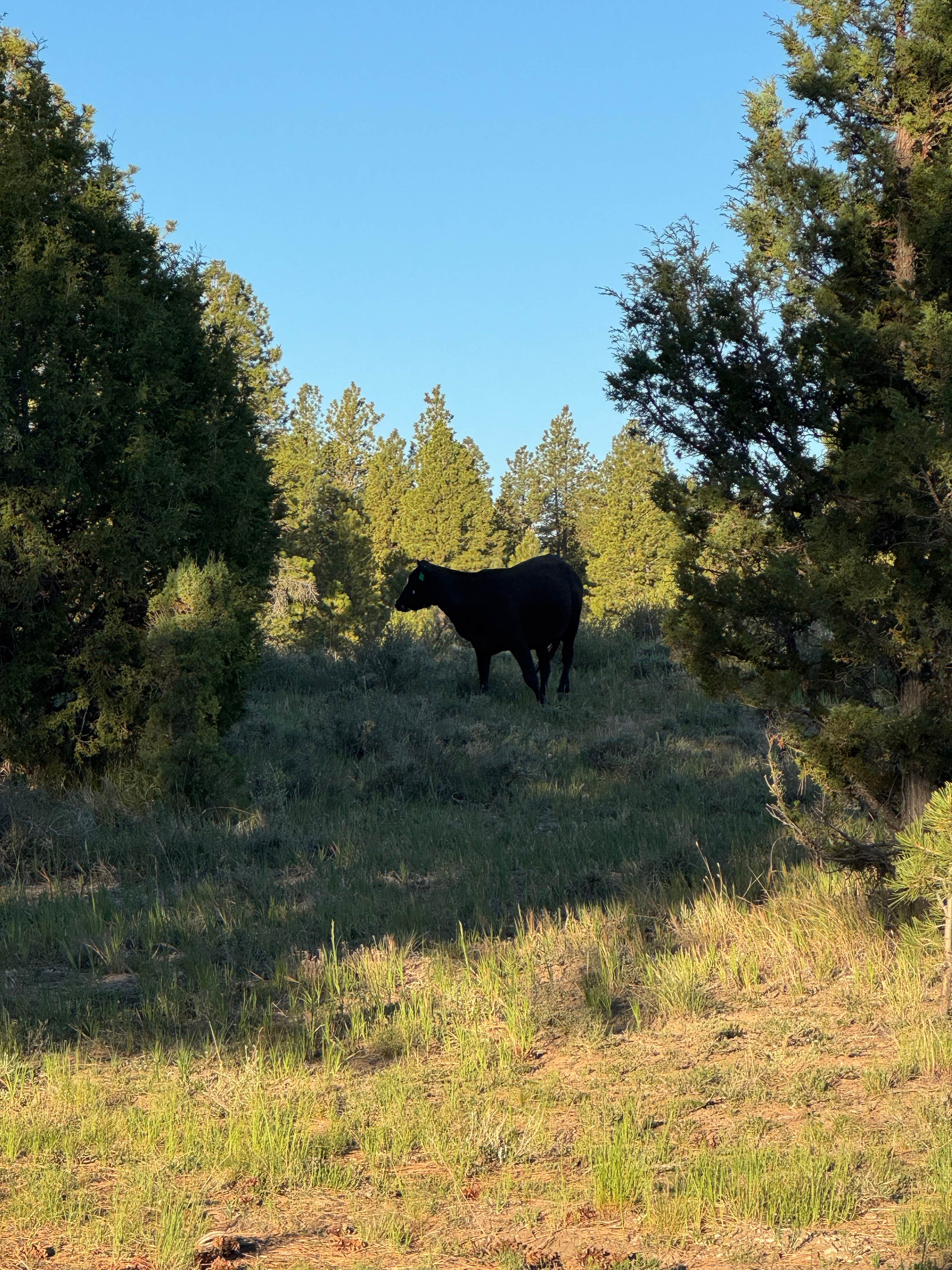 Camper submitted image from Berry Spring Creek - 3