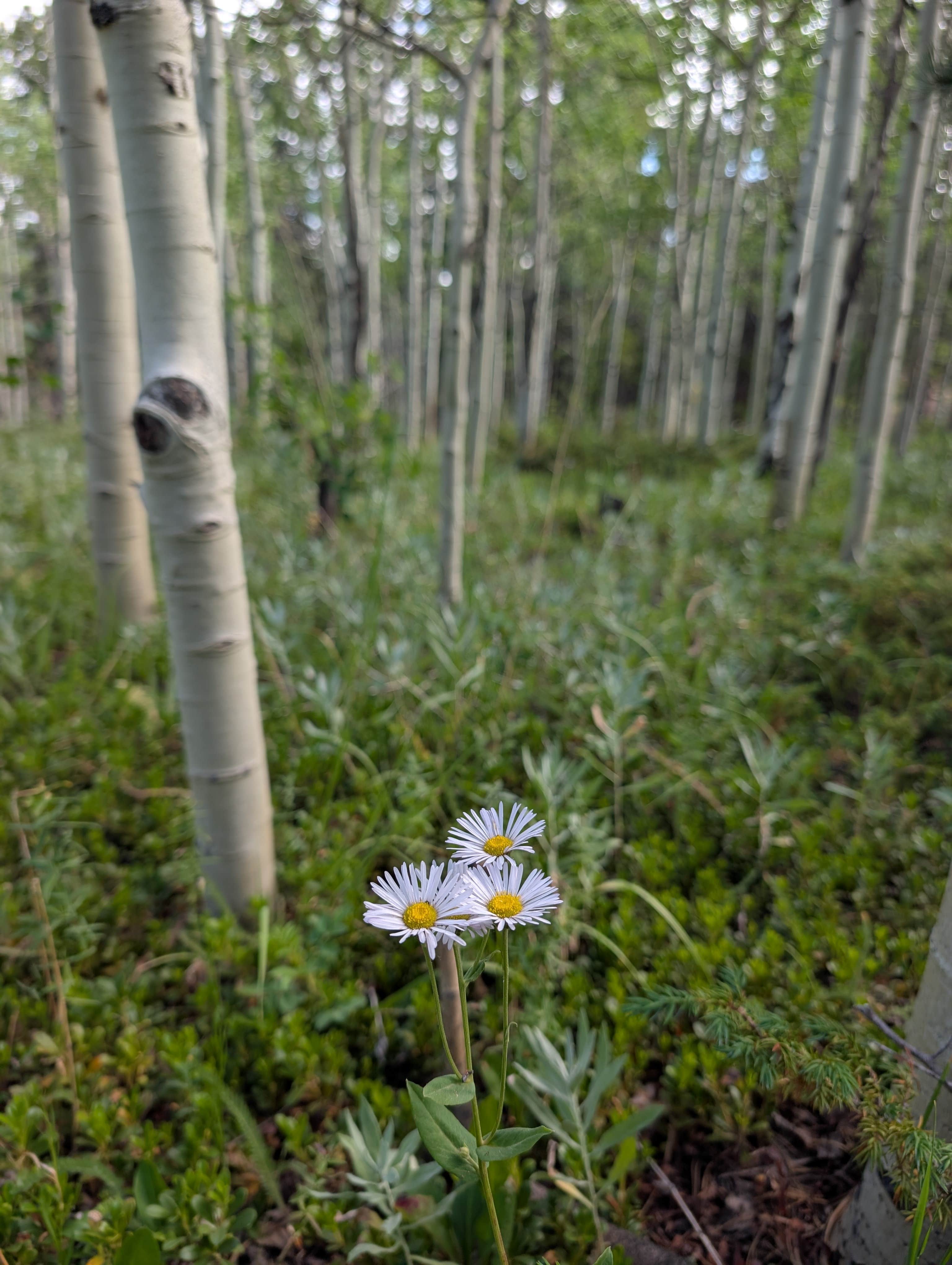 Camping near Kelly Dahl: 'Best Damn Camp' on Peak to Peak Highway, Nederland, Colorado
